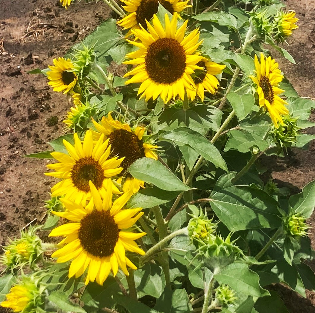 sunflower seeds to plant per acre SunJoy