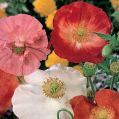Corn Poppy - 3234 – Wildseed Farms