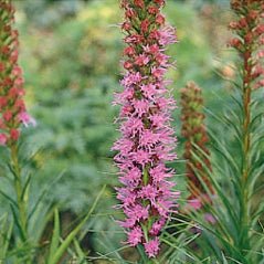 blazing star wildflower seed company Dense Blazing Star