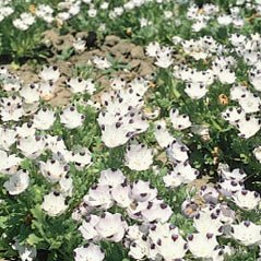 Five Spot - 3332 – Wildseed Farms