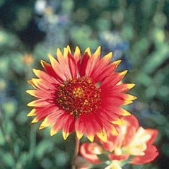 firewheel flower seeds Indian Blanket/Firewheel