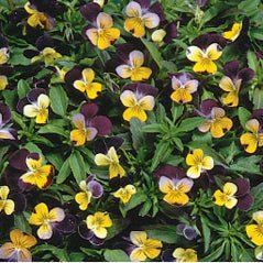 johnny jump up flower seeds Johnny-Jump-Up