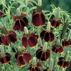 Mexican Hat