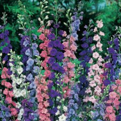 Rocket Larkspur - 3215 – Wildseed Farms