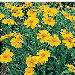 tickseed flower seeds Tickseed/Lance-leaved Coreopsis