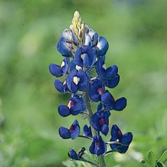 blue bonnet flower seeds Texas Bluebonnet