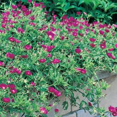 wine cup flower seeds Wine Cup