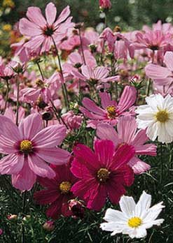 Cosmos Dwarf Sensation Blend - 3278 – Wildseed Farms
