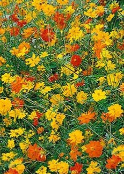 Yellow Cosmos - Klondyke - 3214 – Wildseed Farms