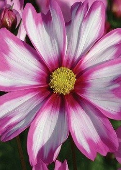 Capriola Cosmos - 3279 – Wildseed Farms