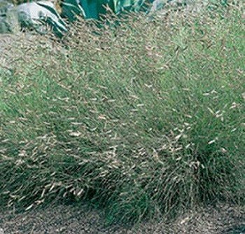 low grow grass seed colorado Low-Growing Meadow Blend - 3814