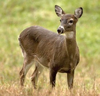 Pennington Backyard Habitat Wildlife Clover Grass Seed Mix, 3lb Pennington Backyard Habitat Wildlife Clover Grass Seed Mix, 3lb
