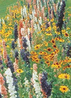 butterfly and hummingbird flower seeds Butterfly/Hummingbird Mix