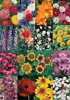 cut flower seed Cut Flower Mix