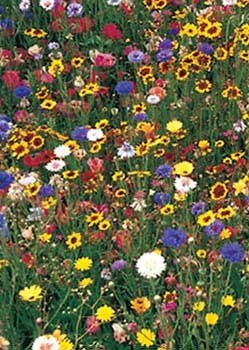 Northeastern Wildflower Mix 33361