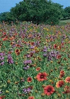 txdot wildflower seed mix North Central Wildflower Mix