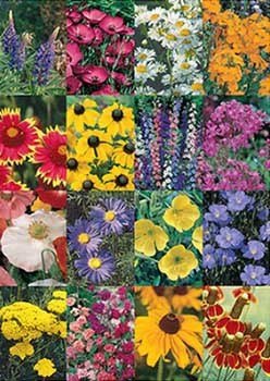 rocky mountain wildflower seeds Rocky Mountain Wildflower Mix