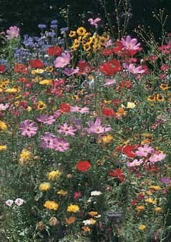 wild flower mix seeds Southeastern Wildflower Mix