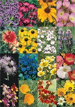 wildflower seed blankets Southwestern Wildflower Mix