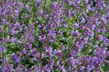lavender catnip plant Catnip