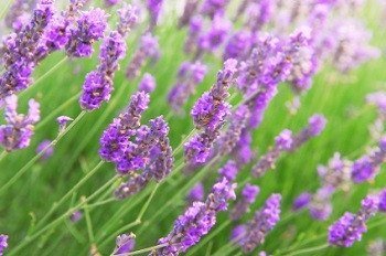Lavender - 3511 – Wildseed Farms