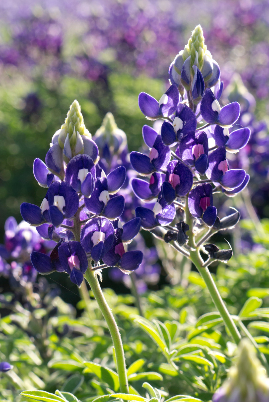 Bluebonnets: The Flower That Defines Texas Spring - Wildseed Farms