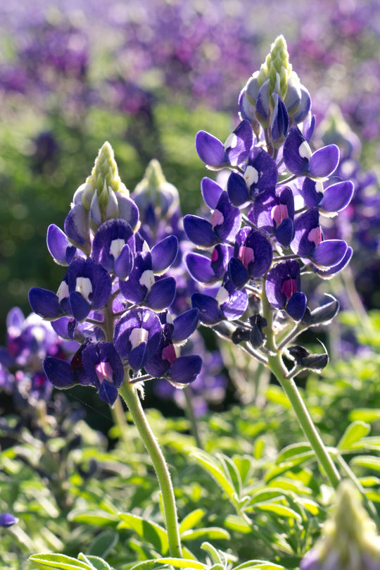 Bluebonnets: The Flower That Defines Texas Spring