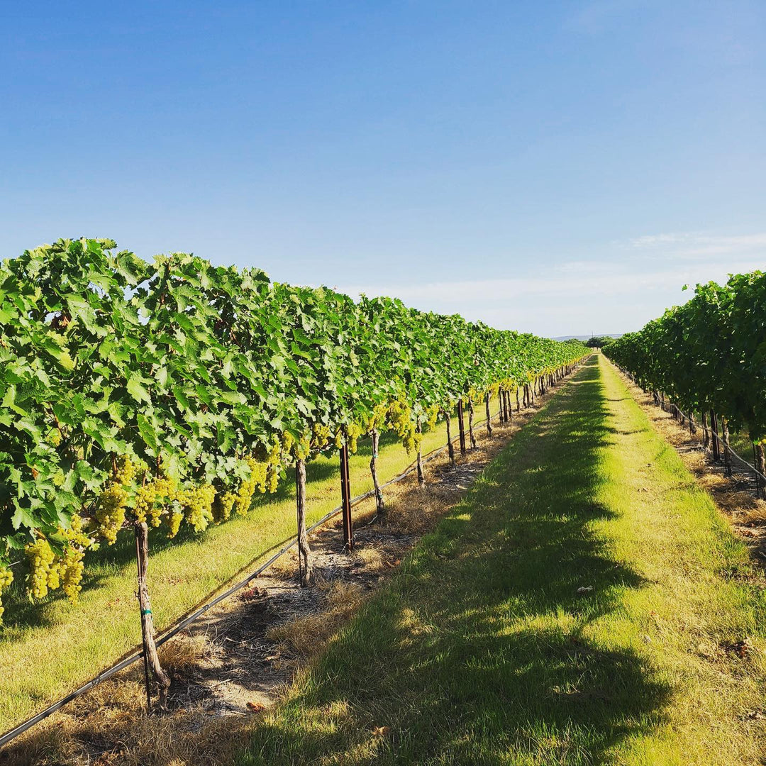 The Vineyard at Wildseed Farms: A Taste of Excellence in Fredericksburg - Wildseed Farms