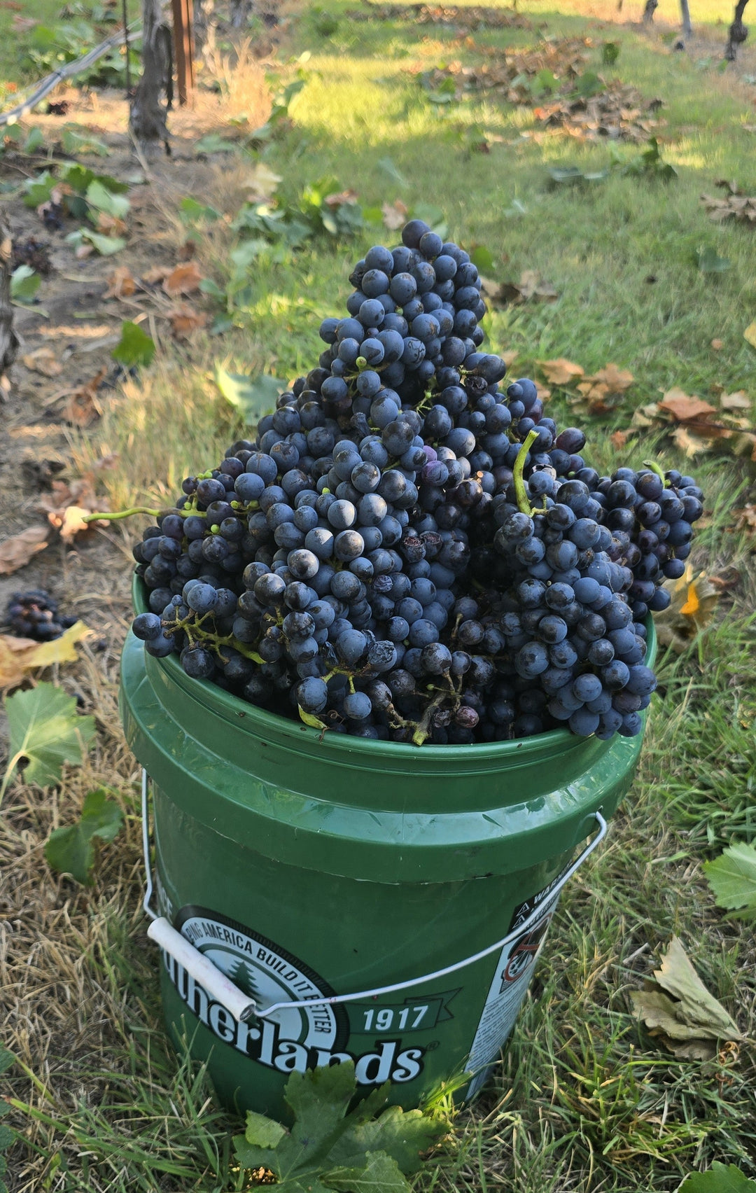 A Bountiful Season: Grape Harvest at Wildseed Farms - Wildseed Farms