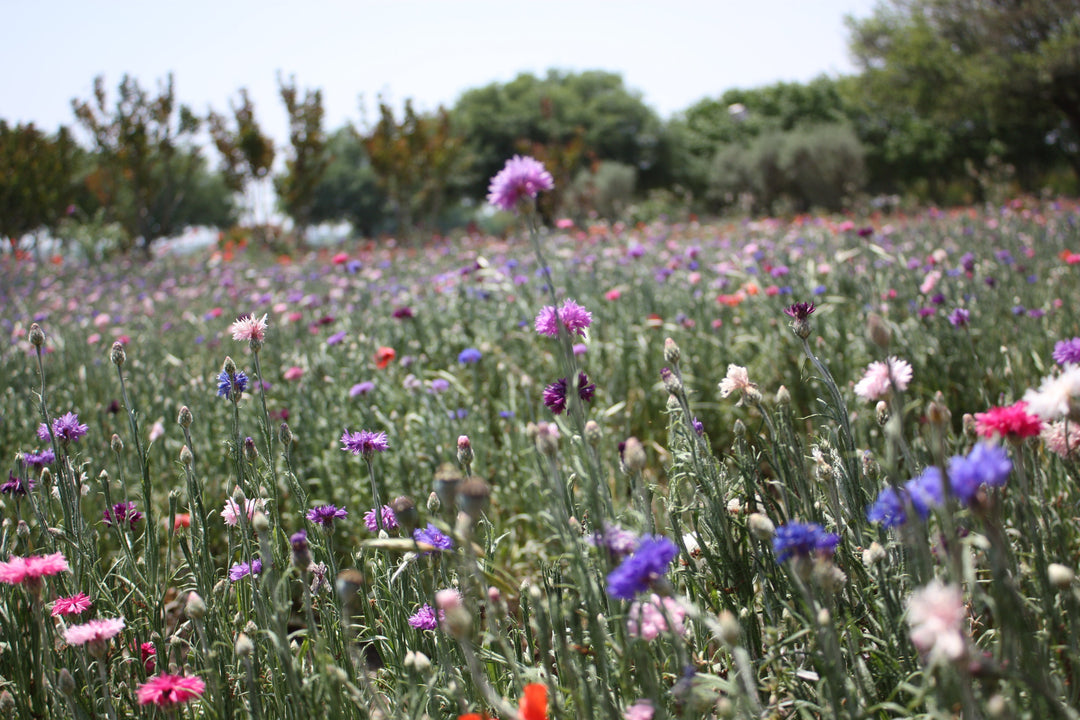 Cornflower: A Timeless Favorite Among Wildflowers and Garden Flowers - Wildseed Farms