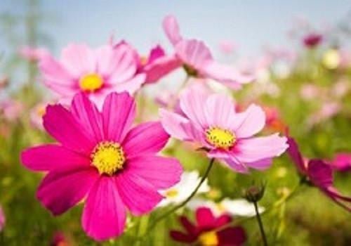 Summer Cosmos: Easy Color for the Hottest Days of the Year - Wildseed Farms