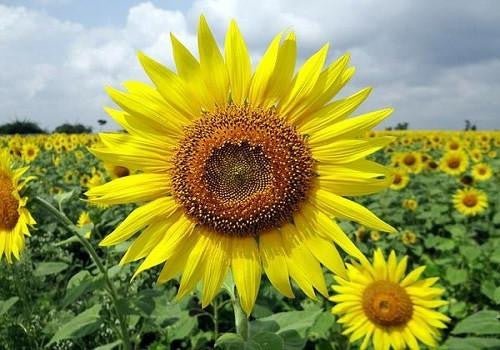 Sunflowers: The Field That Feeds the Bees - Wildseed Farms