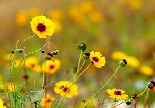 The Original Wildflower Farm: Grower to Seller, No Middleman - Wildseed Farms
