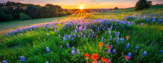 Lore of the Bluebonnet