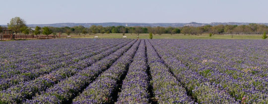 Wildflower Seeds