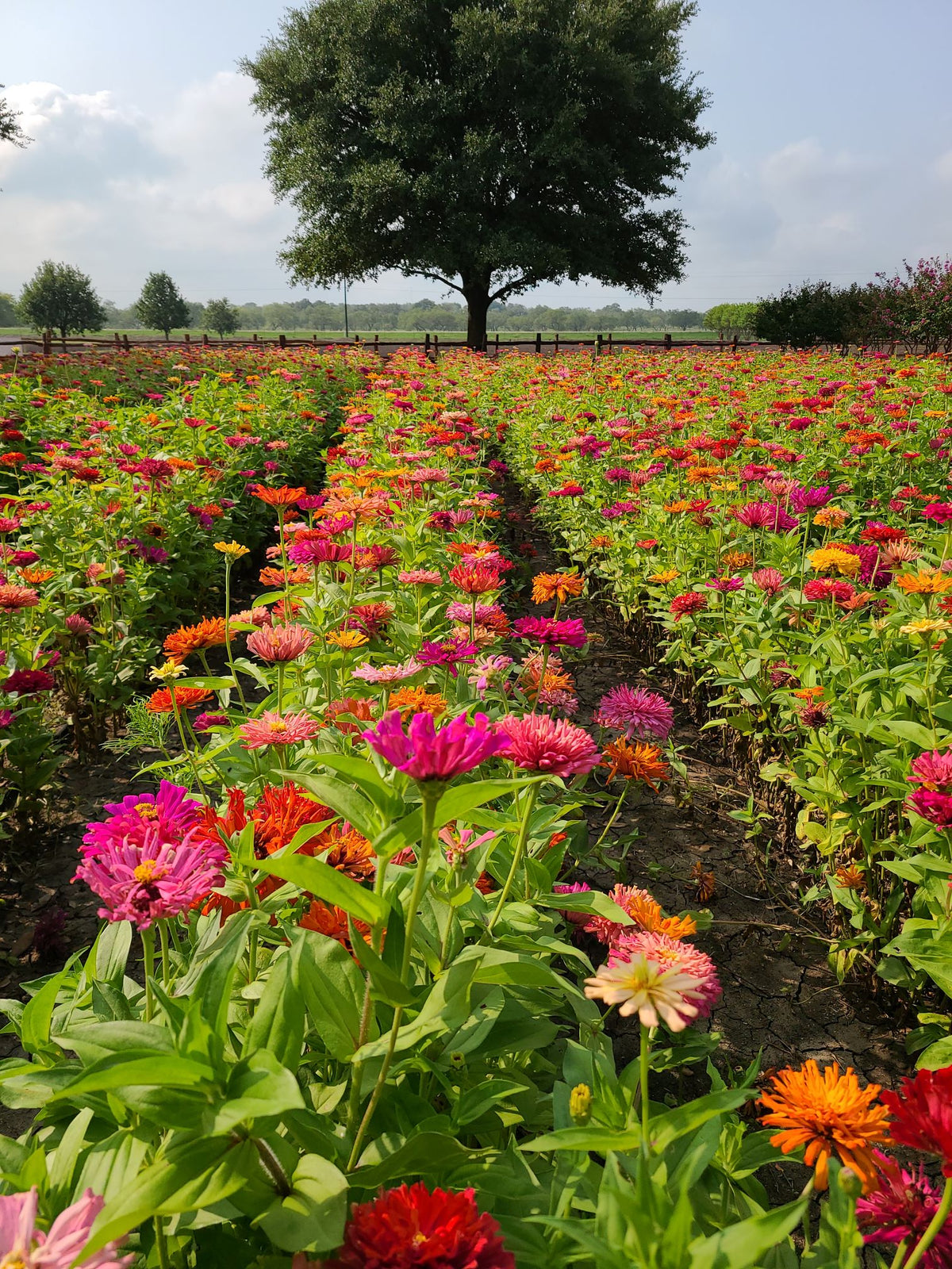 A vibrant field of blooming zinnia flowers in rows, featuring a rich mix of pink, red, orange, and yellow blossoms with lush green foliage under a blue sky with a large tree in the background.