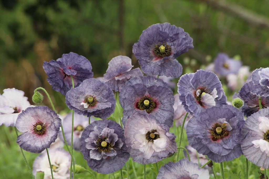 Amazing Grey Poppy - 3235 – Wildseed Farms