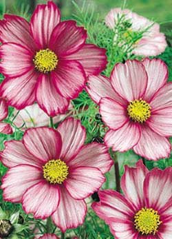 Gloria Cosmos - 3275