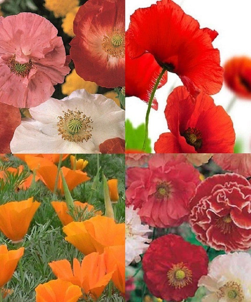 planting poppy seeds in texas Pack of Poppies Mix