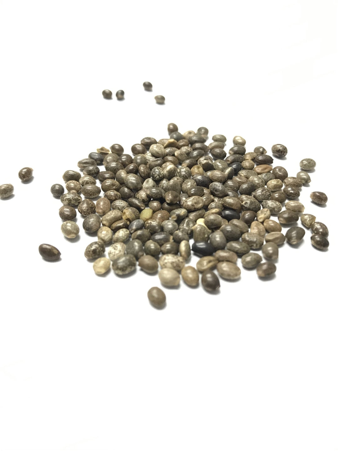 lupine wildflower seeds Perennial Lupine