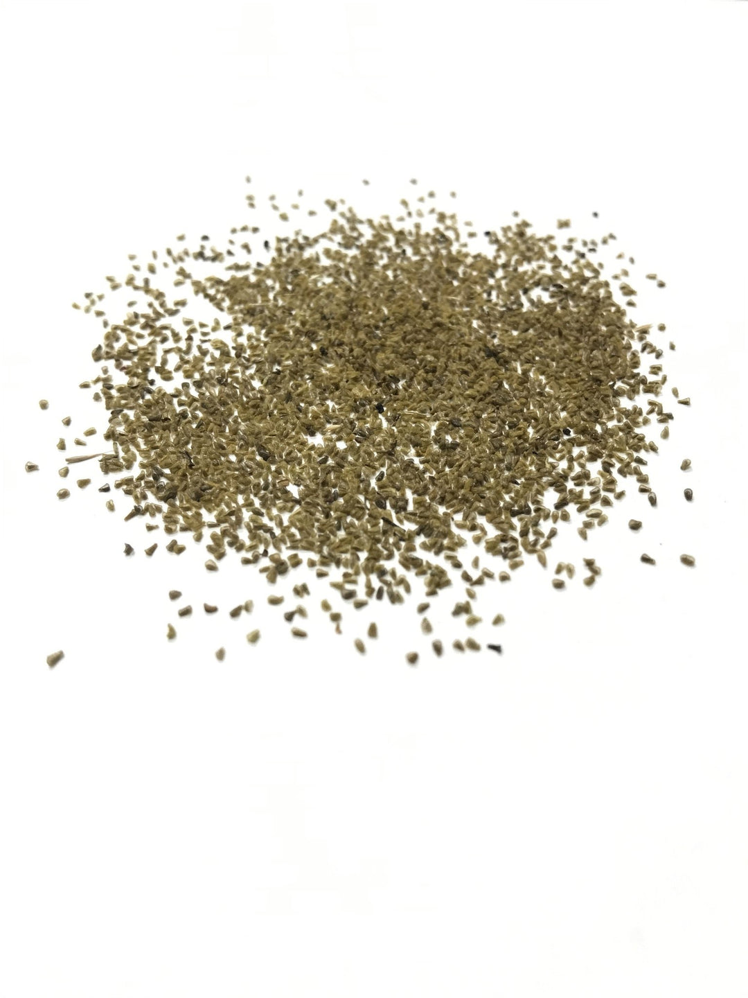 indian paintbrush flower seeds Texas Paintbrush