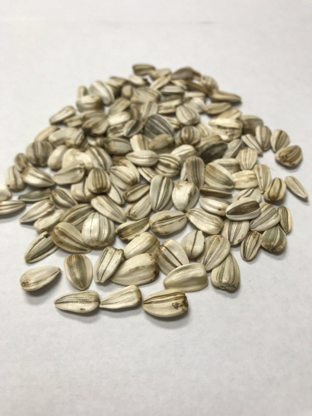 striped sunflower seeds for planting Grey Stripe Sunflower