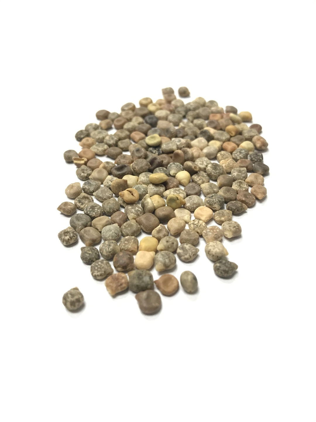 texas bluebell flower seeds Texas Bluebonnet