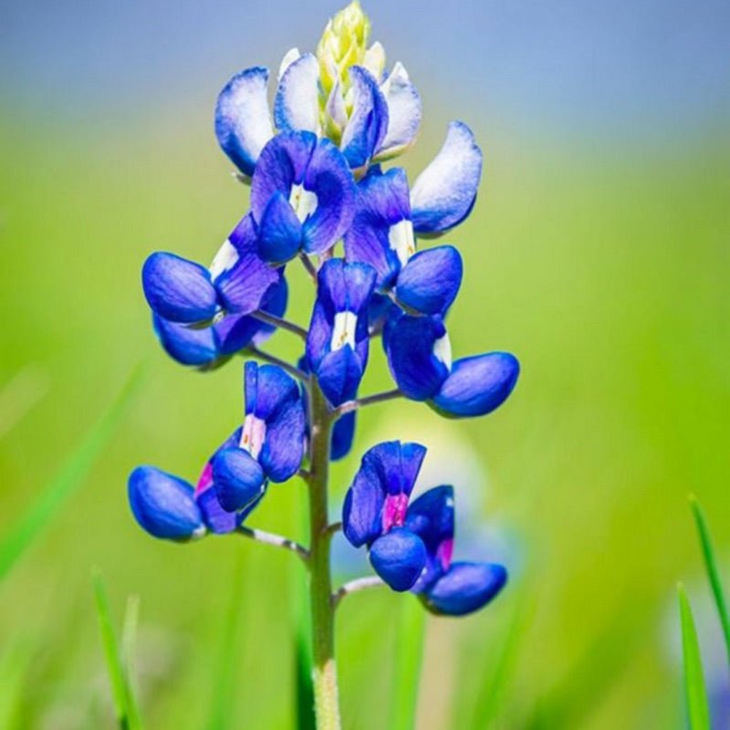 Bluebonnet