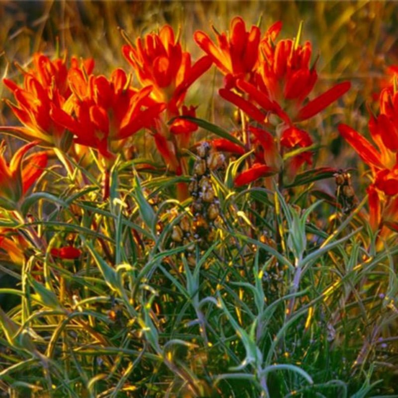 Paintbrush